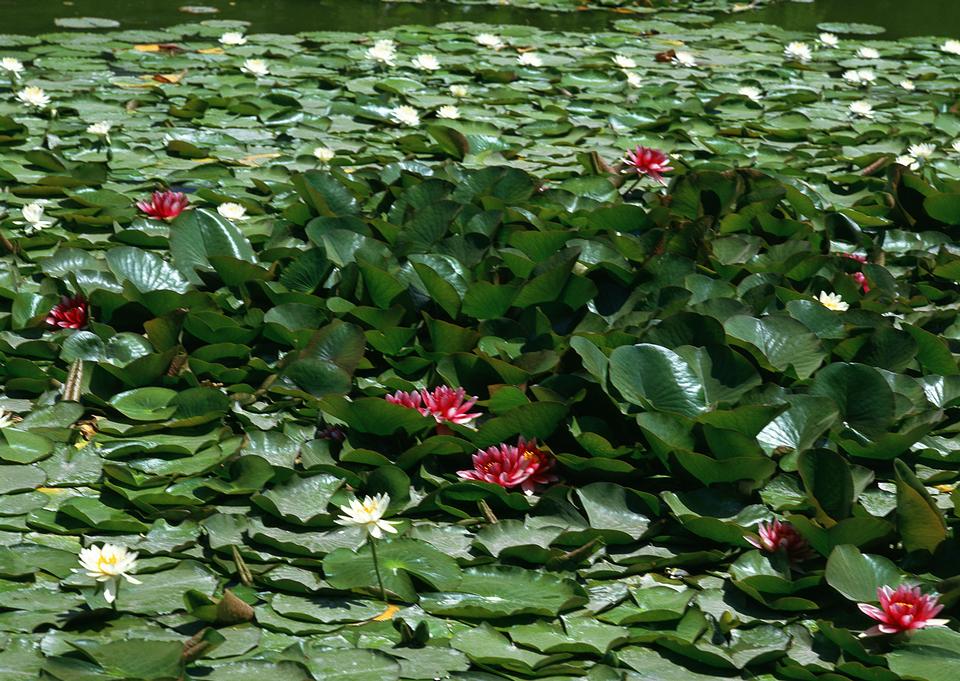 Free download high resolution image - free image free photo free stock image public domain picture  Lotus flower and Lotus flower plants