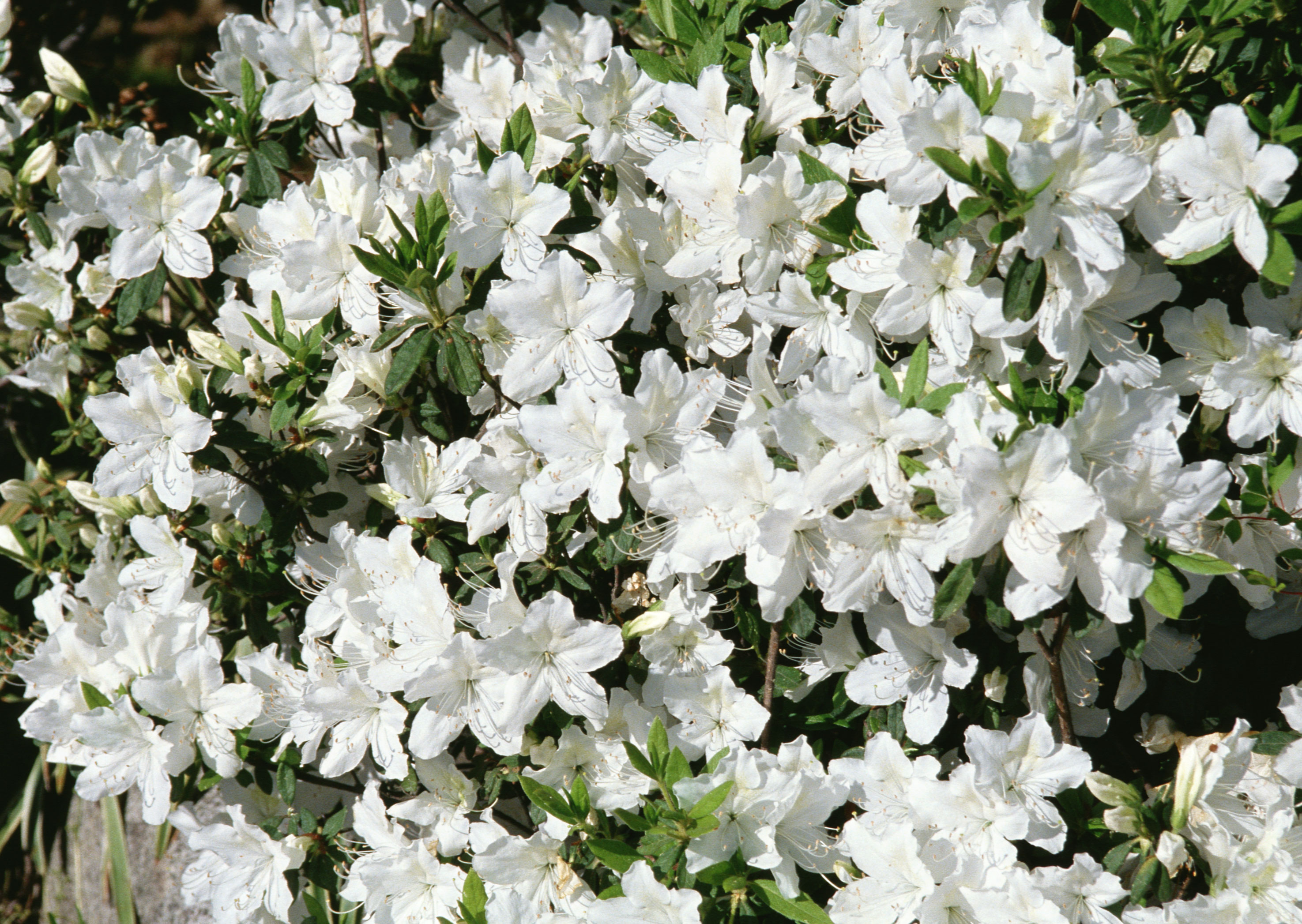 Free download high resolution image - free image free photo free stock image public domain picture -Branch of a blossoming tree with beautiful white flowers