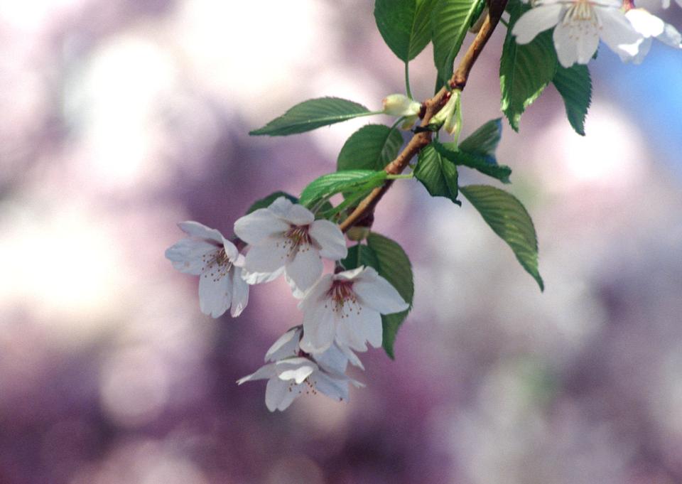 Free download high resolution image - free image free photo free stock image public domain picture  white cherry flowers on spring time