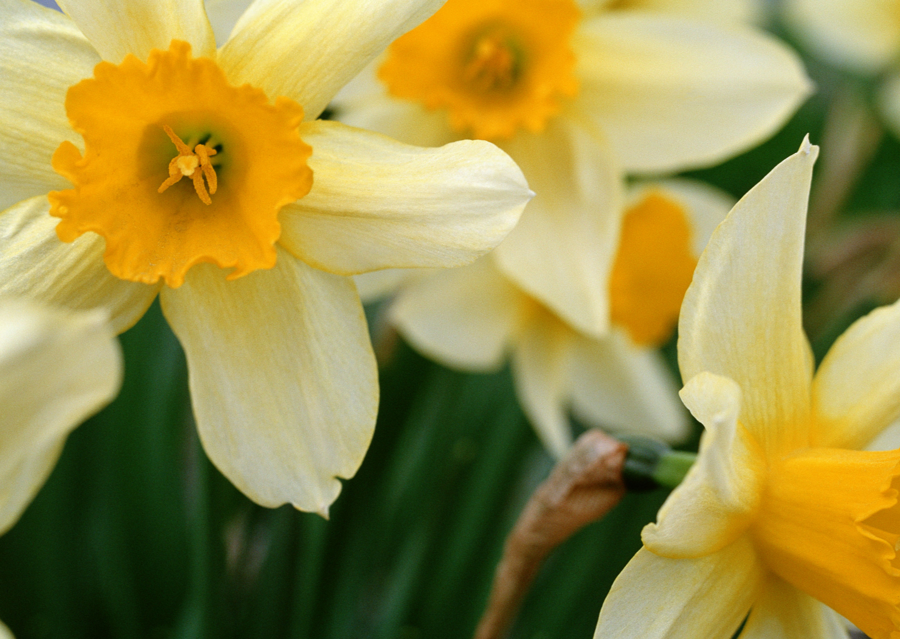 Free download high resolution image - free image free photo free stock image public domain picture -romantic spring daffodils