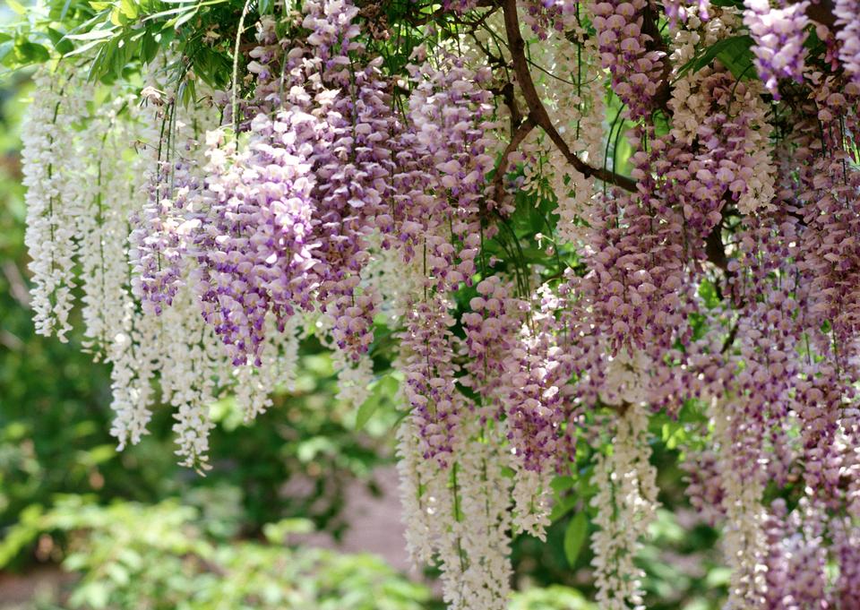 Free download high resolution image - free image free photo free stock image public domain picture  Spring flowers series, Wisteria trellis, it is a genus of floweri