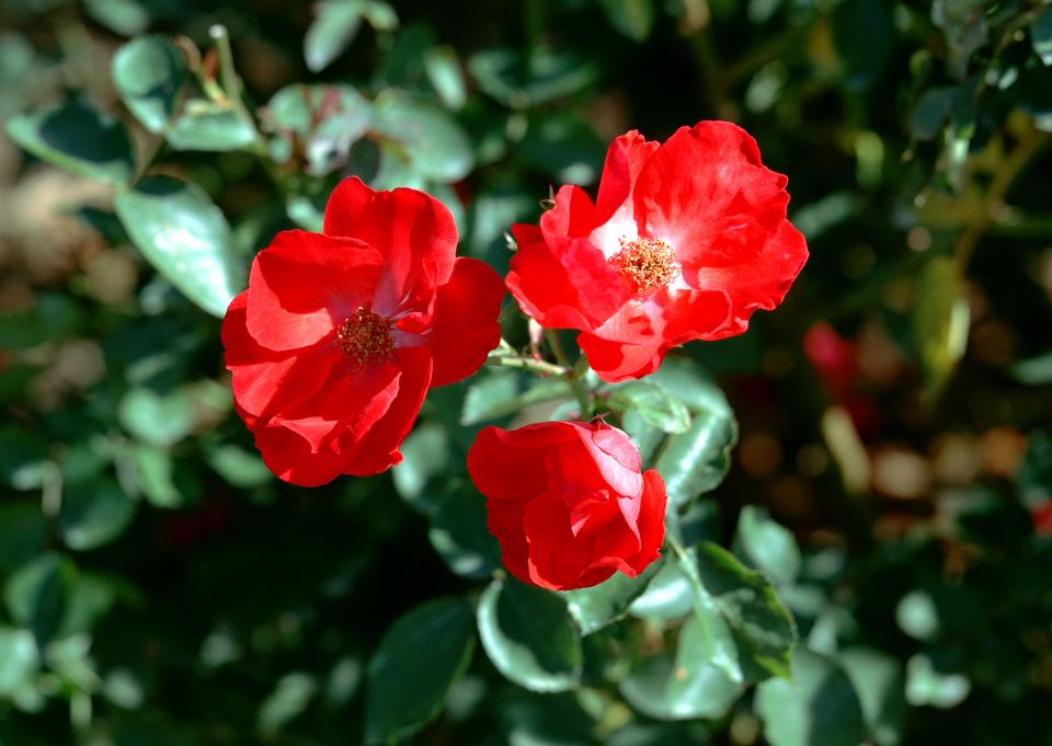 Free download high resolution image - free image free photo free stock image public domain picture  Garden of camellia flower