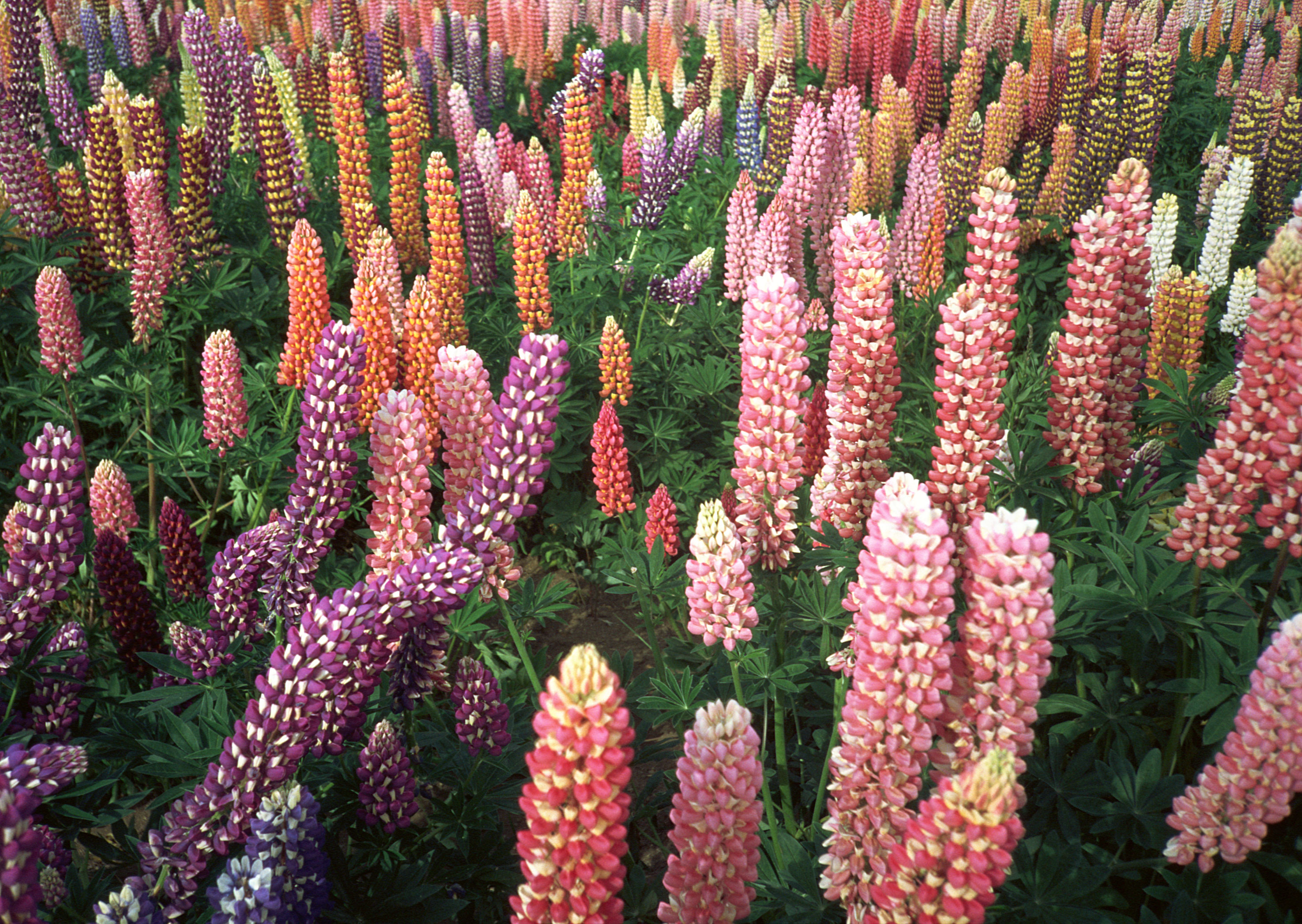 Free download high resolution image - free image free photo free stock image public domain picture -Lilac flower field