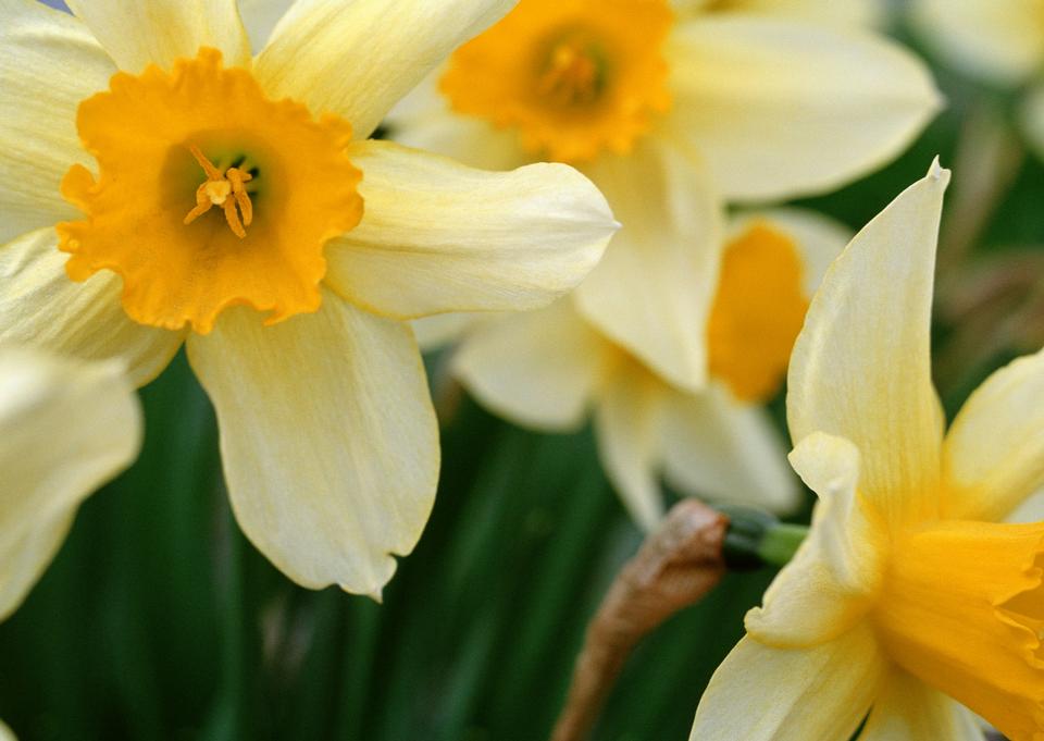 Free download high resolution image - free image free photo free stock image public domain picture  romantic spring daffodils