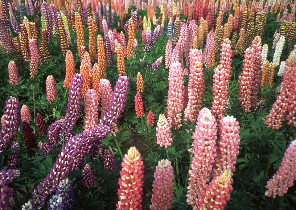 Free download high resolution image - free image free photo free stock image public domain picture  Lilac flower field