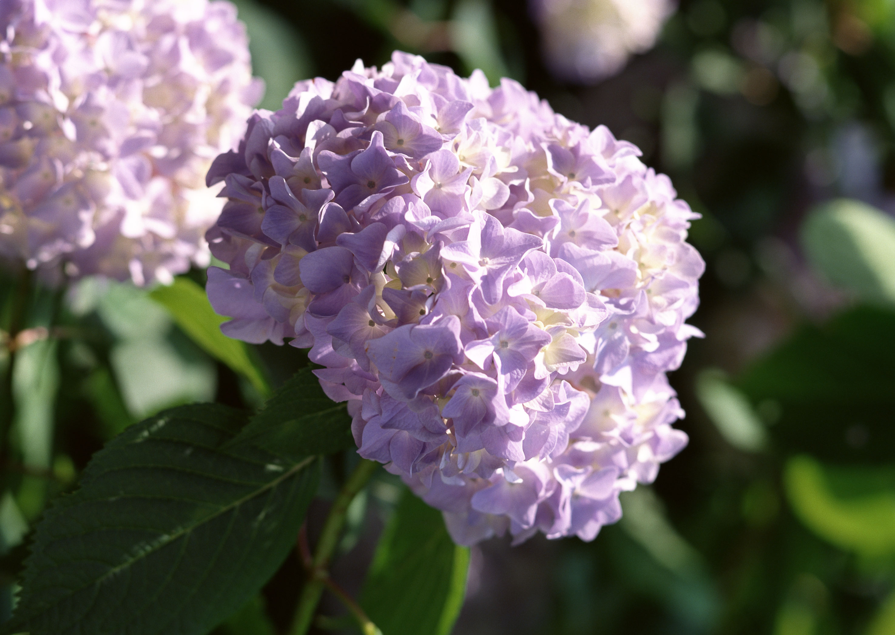 Free download high resolution image - free image free photo free stock image public domain picture -Hydrangea in full bloom