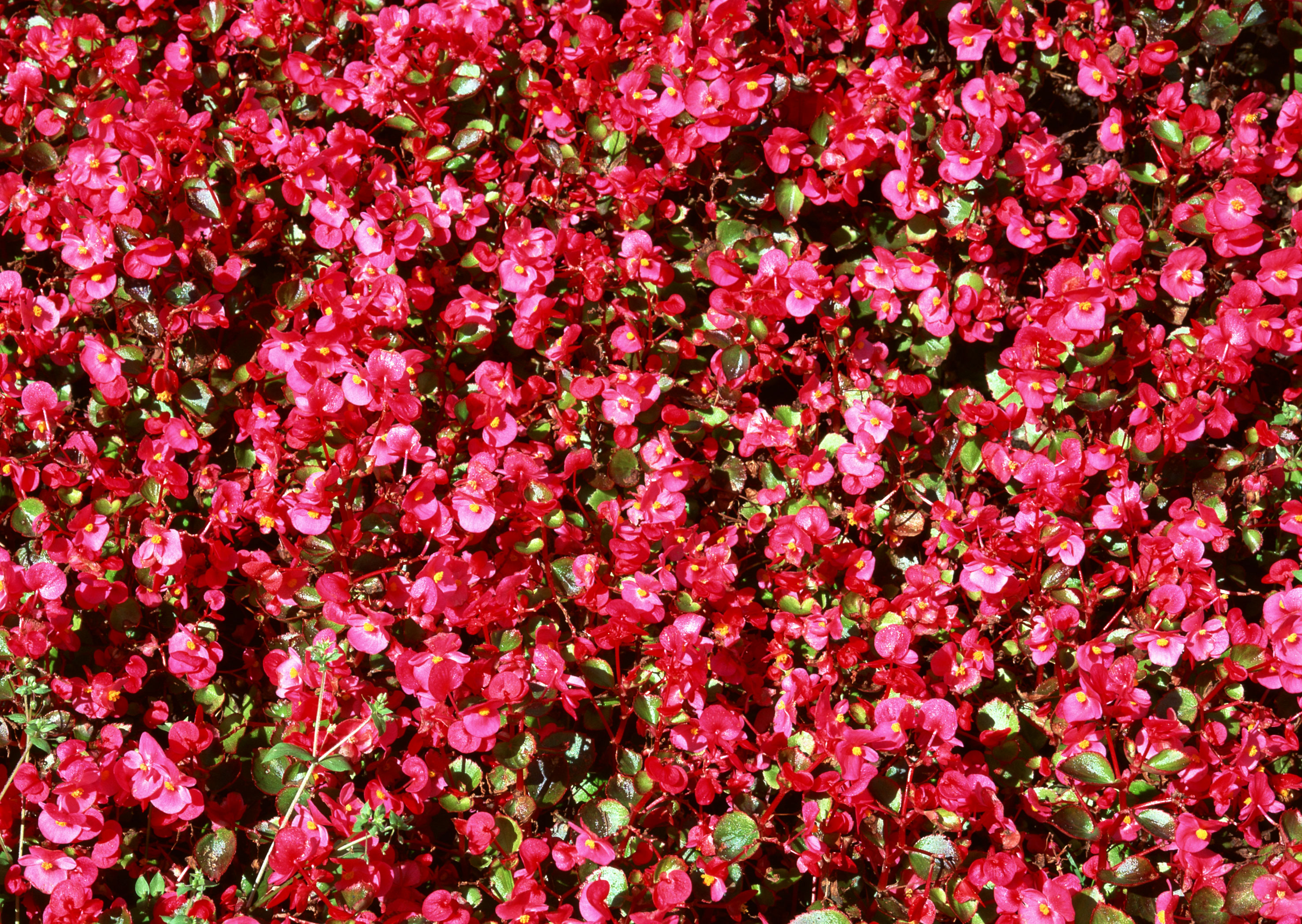 Free download high resolution image - free image free photo free stock image public domain picture -Red flower on background