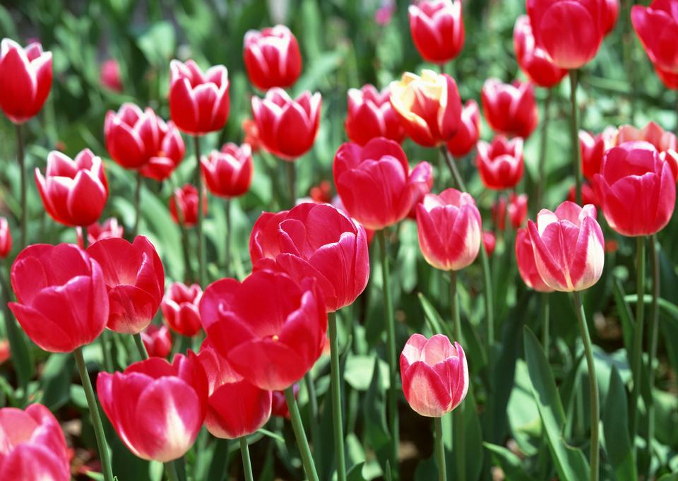 Free download high resolution image - free image free photo free stock image public domain picture  Red colorful tulips, tulips in spring