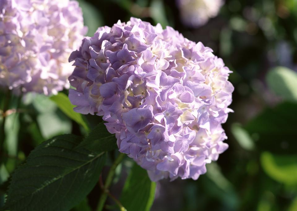 Free download high resolution image - free image free photo free stock image public domain picture  Hydrangea in full bloom