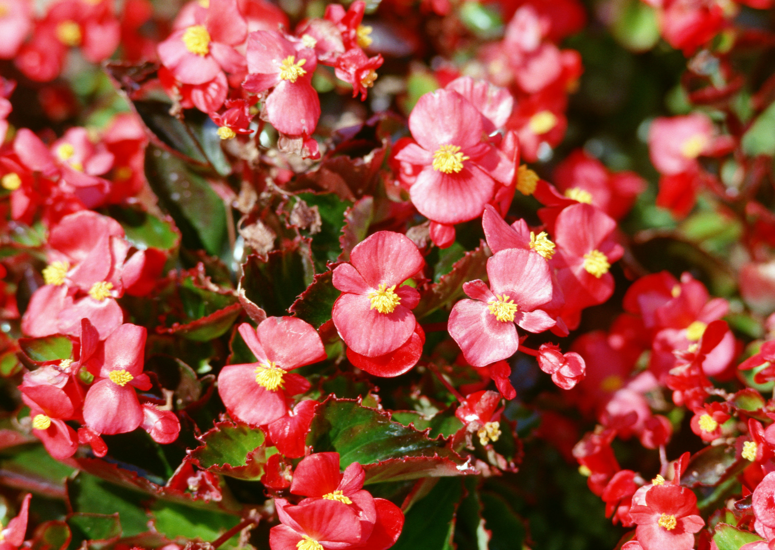 Free download high resolution image - free image free photo free stock image public domain picture -Pink flower on background