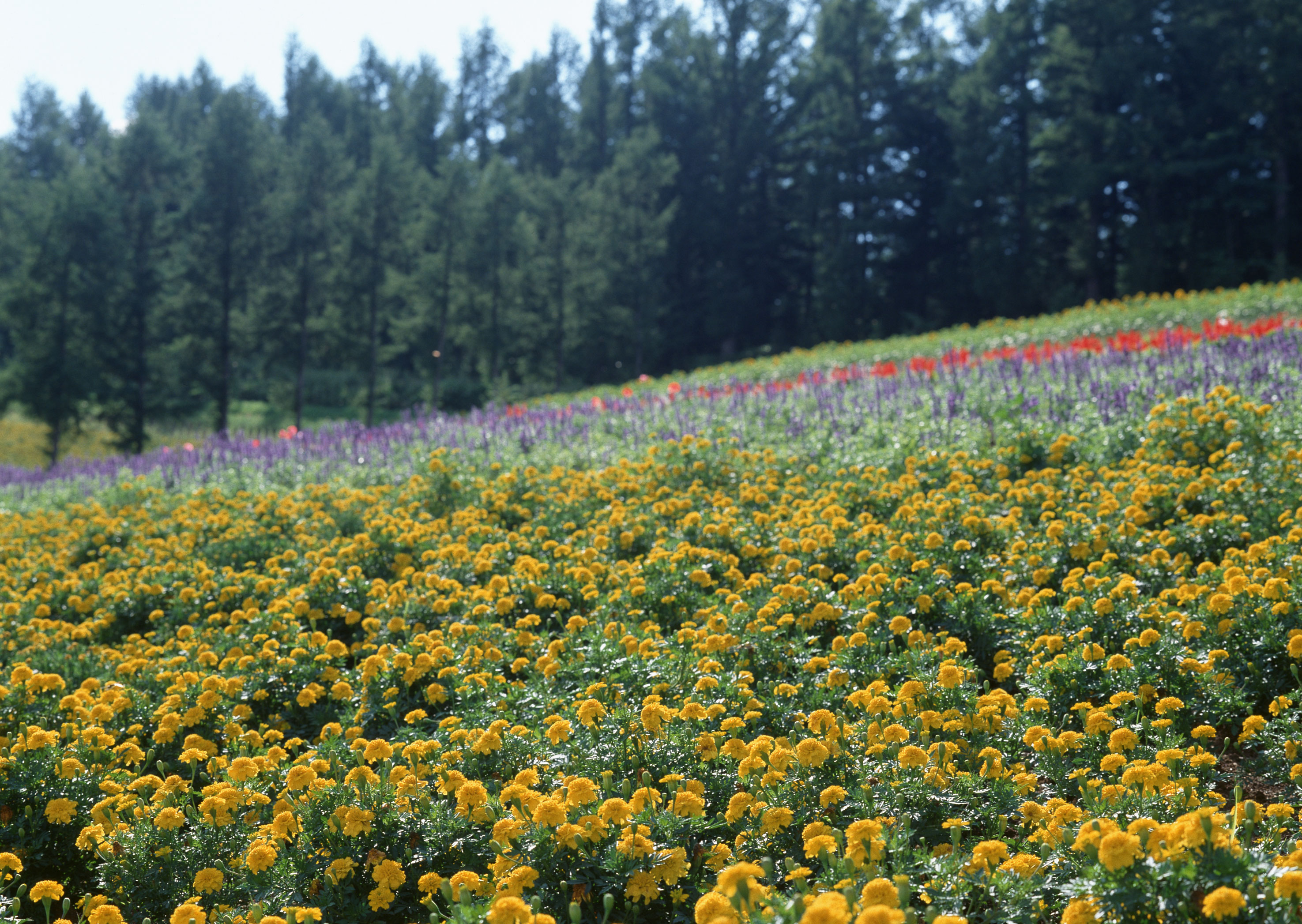 Free download high resolution image - free image free photo free stock image public domain picture -Marigolds