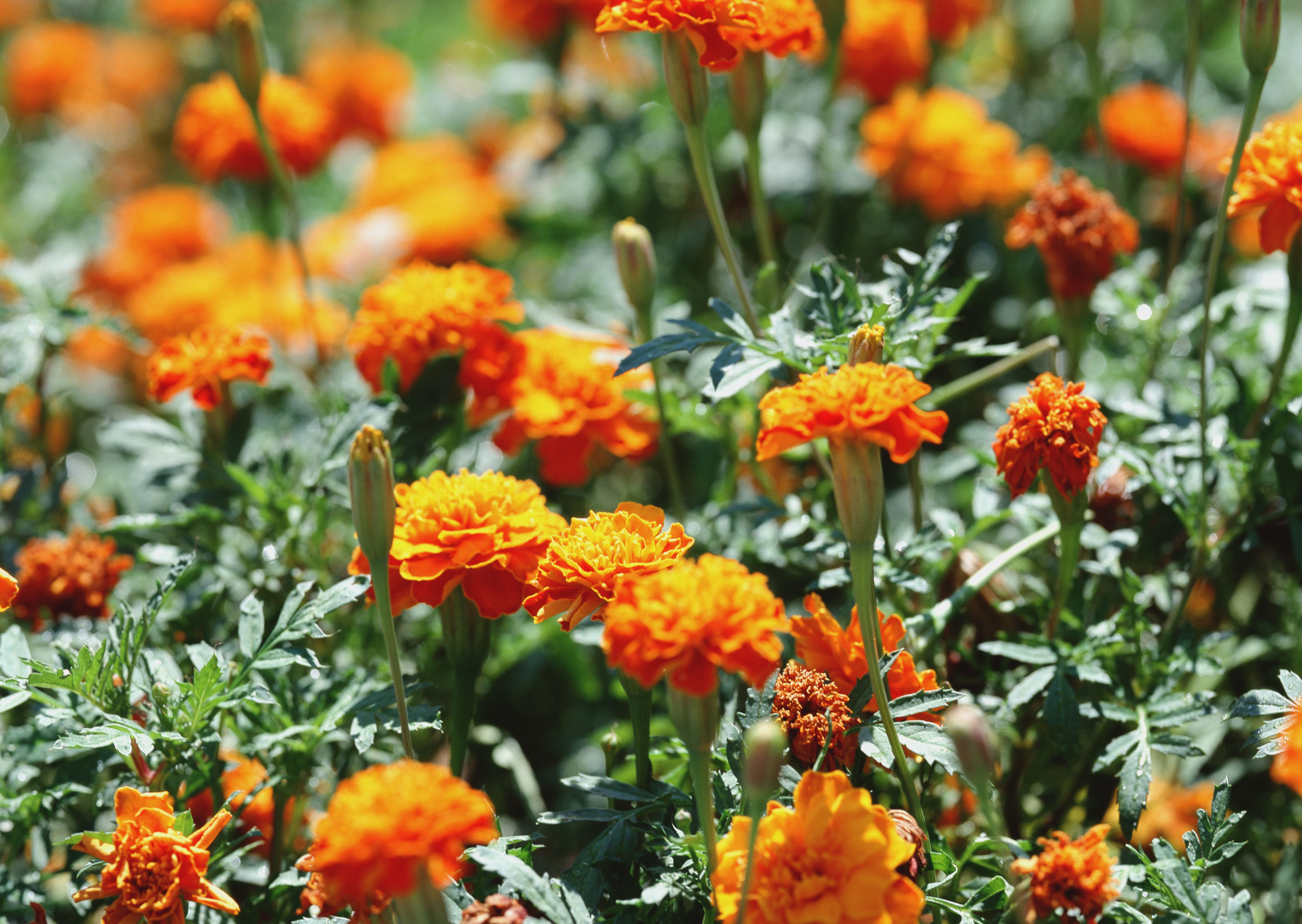 Free download high resolution image - free image free photo free stock image public domain picture -marigolds flowers