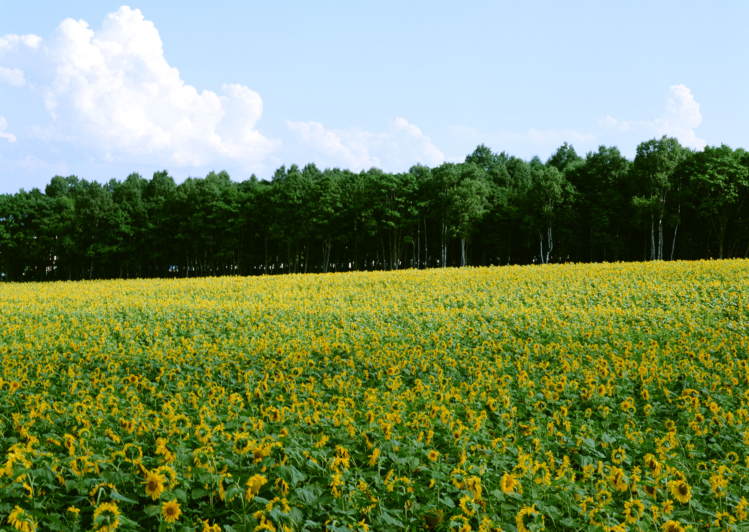 Free download high resolution image - free image free photo free stock image public domain picture -Sunflowers