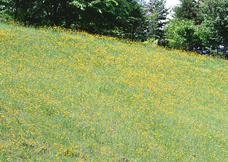 Free download high resolution image - free image free photo free stock image public domain picture  Field of Dahlberg daisy in the garden