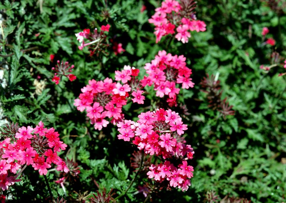 Free download high resolution image - free image free photo free stock image public domain picture  Beautiful natural background of small purple flowers