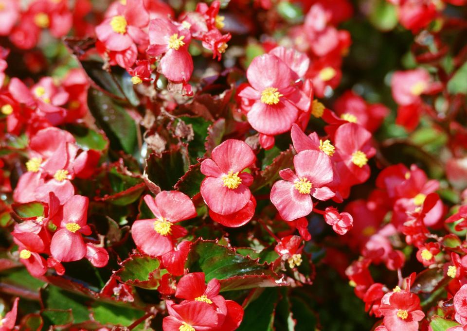 Free download high resolution image - free image free photo free stock image public domain picture  Pink flower on background