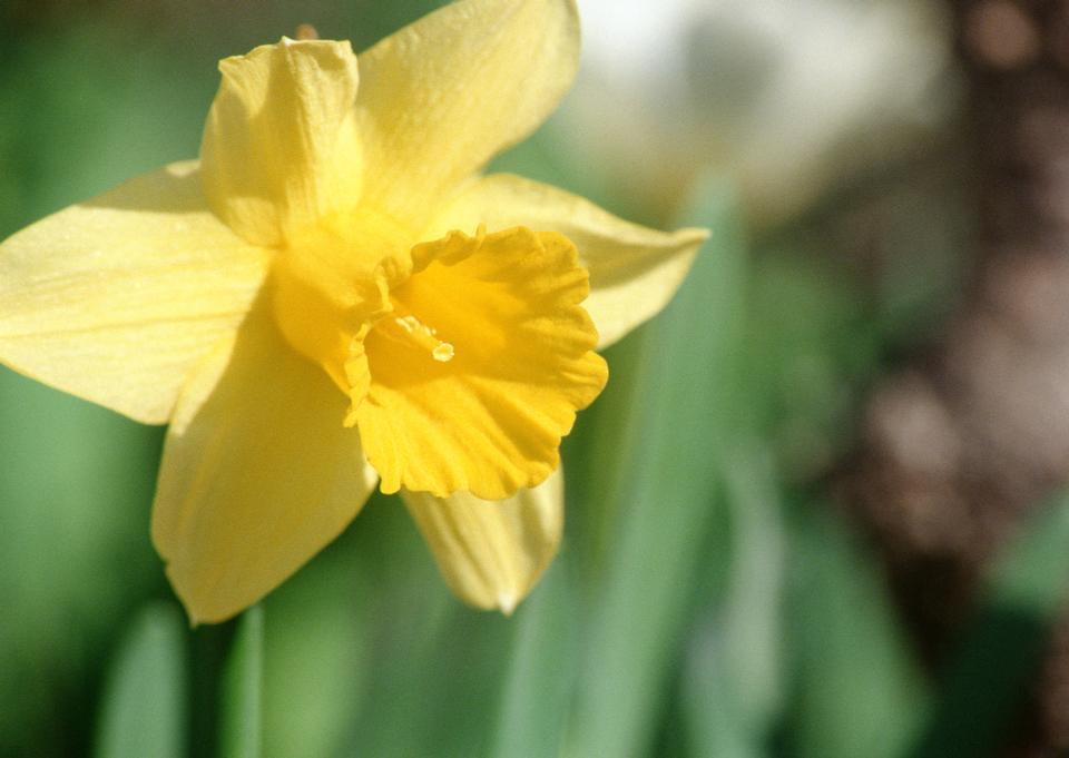 Free download high resolution image - free image free photo free stock image public domain picture  Yellow miniature daffodils in green grass