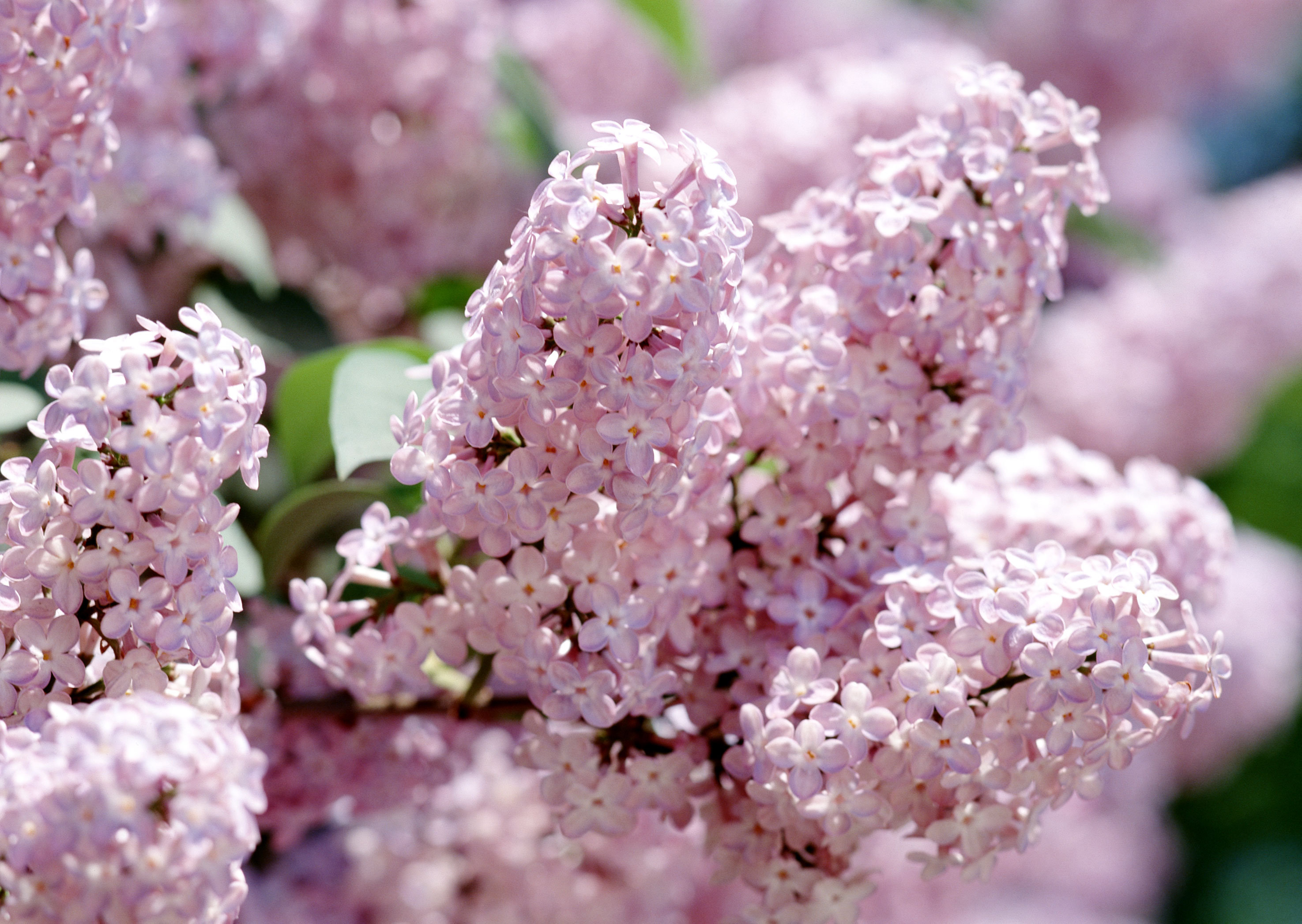 Free download high resolution image - free image free photo free stock image public domain picture -Blooming lilac branch