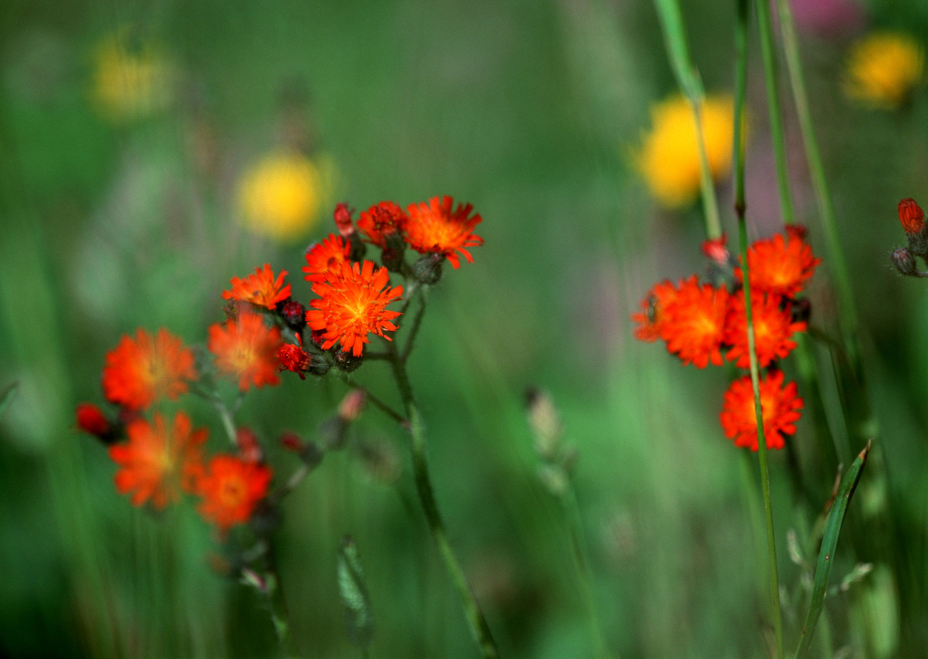 Free download high resolution image - free image free photo free stock image public domain picture -red daisy flower