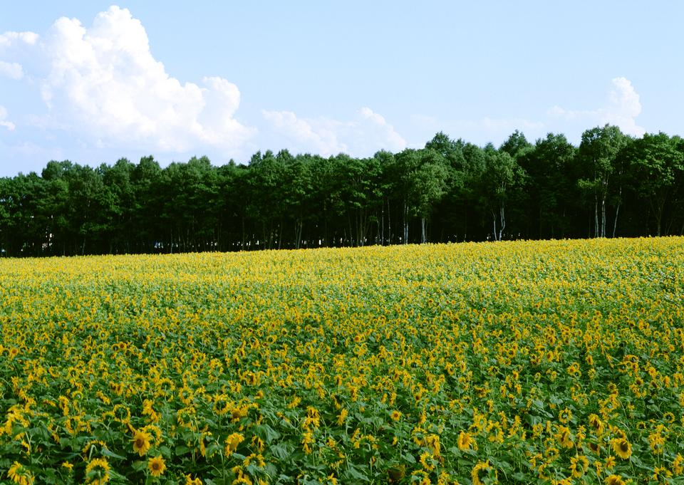 Free download high resolution image - free image free photo free stock image public domain picture  Sunflowers