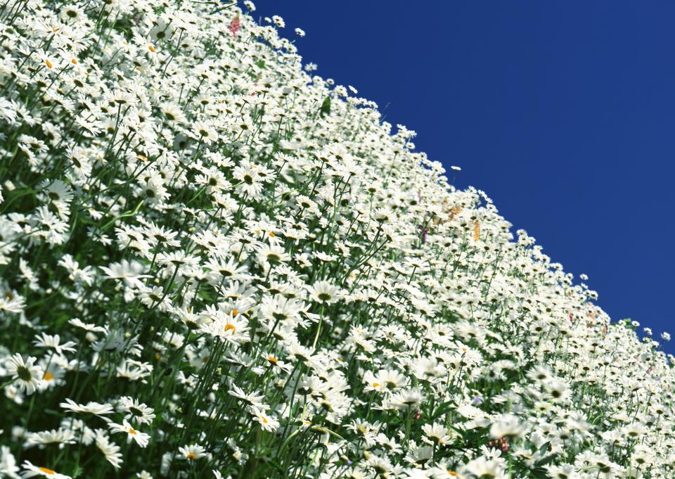 Free download high resolution image - free image free photo free stock image public domain picture  Bright background of chamomiles growing on the field