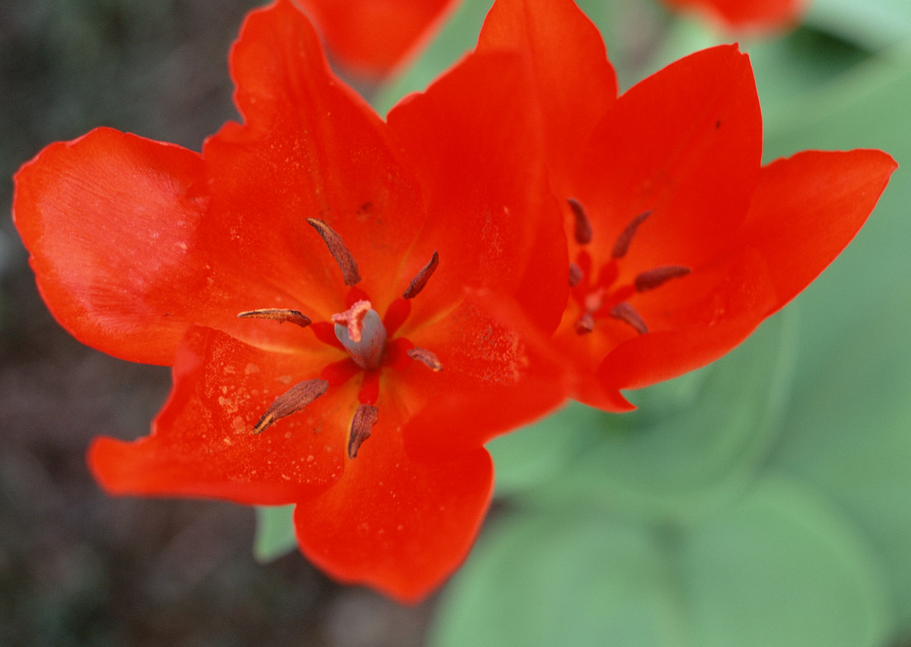 Free download high resolution image - free image free photo free stock image public domain picture -meadow red flower on garden