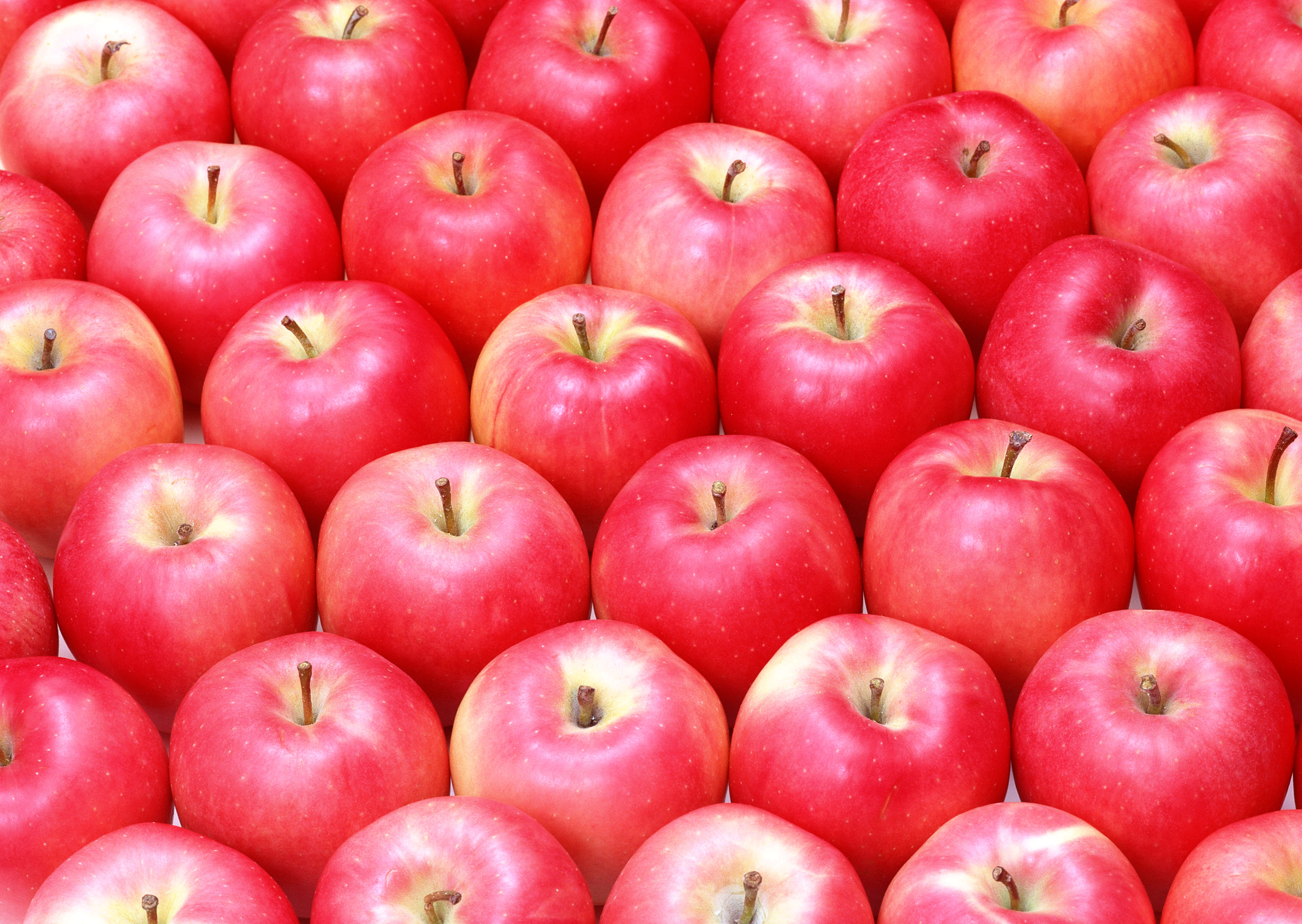 Free download high resolution image - free image free photo free stock image public domain picture -Apples in rows