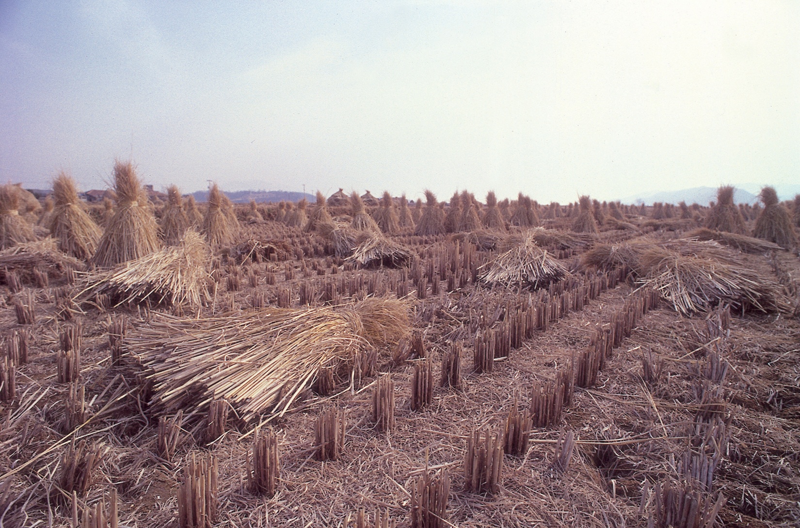 Free download high resolution image - free image free photo free stock image public domain picture -Rice harvest