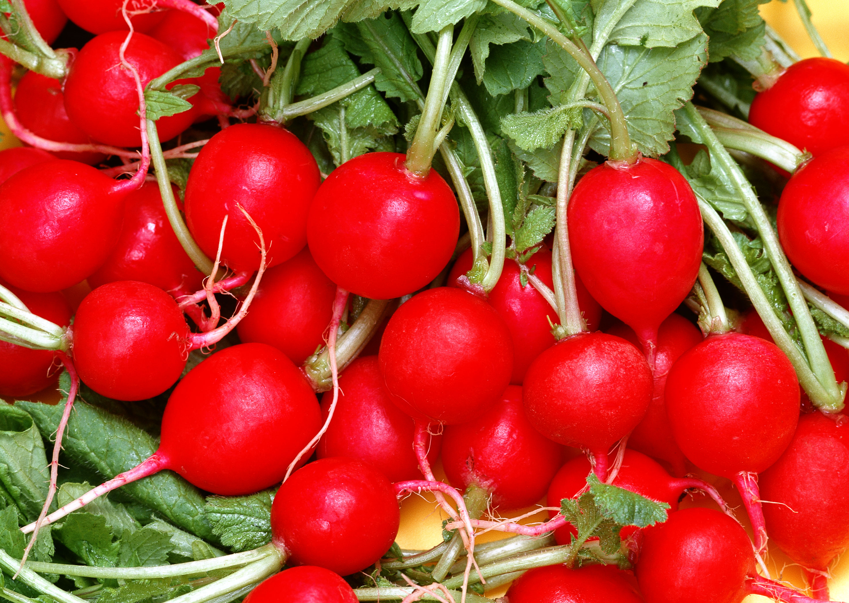 Free download high resolution image - free image free photo free stock image public domain picture -fresh healthy red raddisch closeup