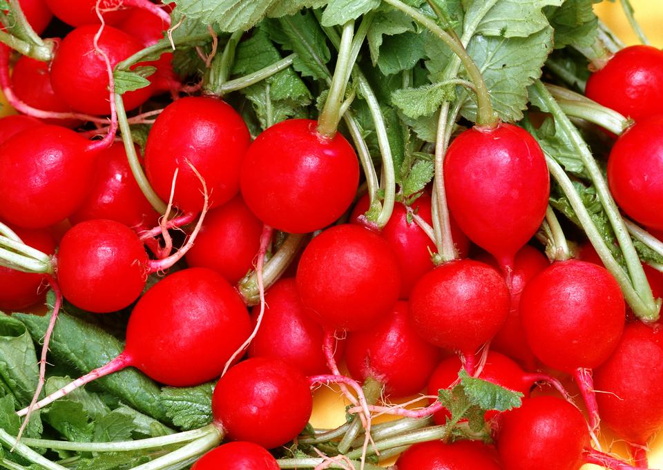 Free download high resolution image - free image free photo free stock image public domain picture  fresh healthy red raddisch closeup