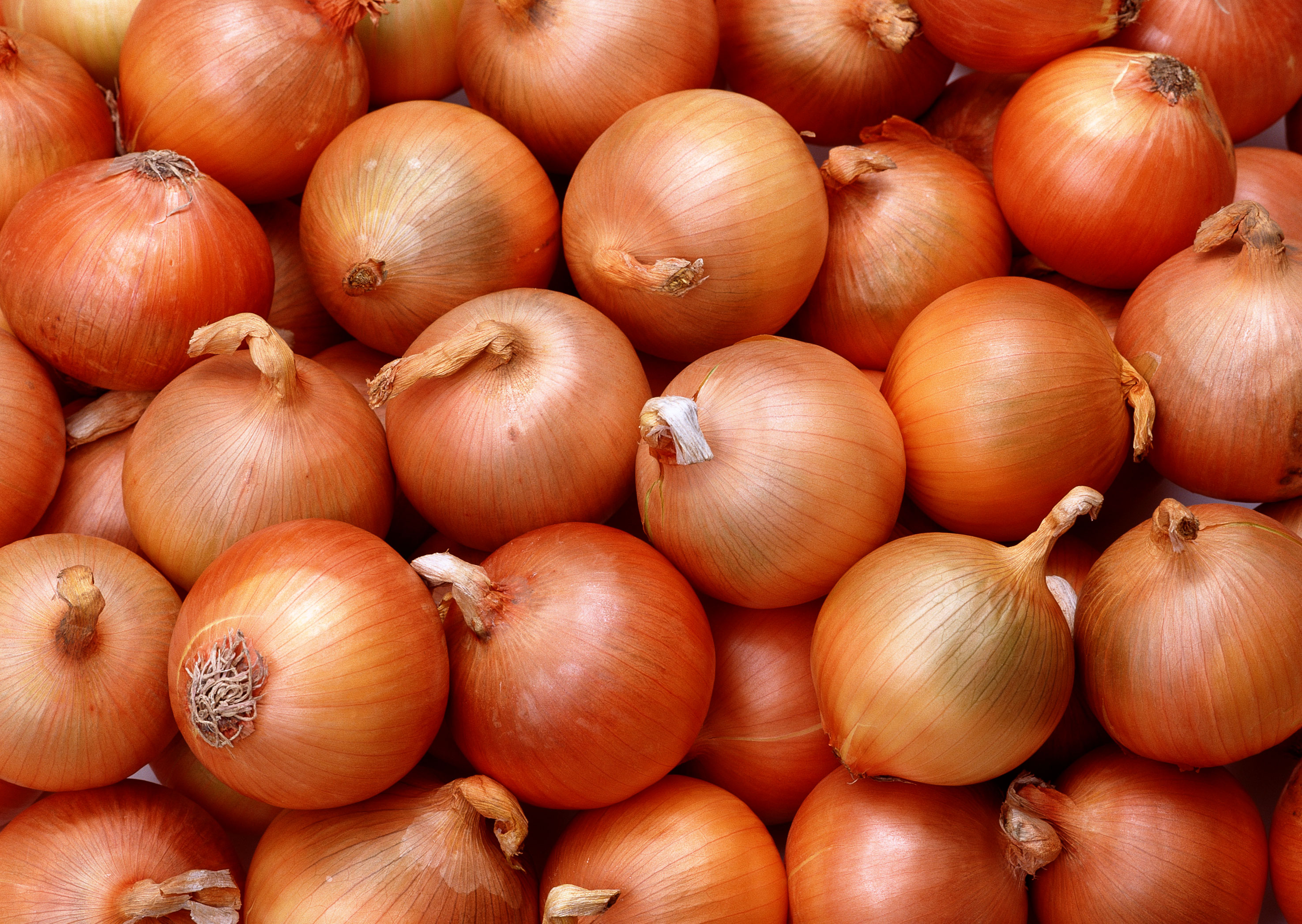 Free download high resolution image - free image free photo free stock image public domain picture -Fresh onion