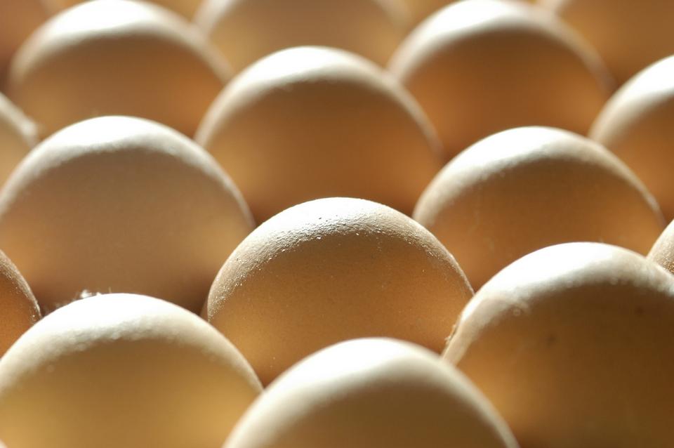 Free download high resolution image - free image free photo free stock image public domain picture  egg on carton package