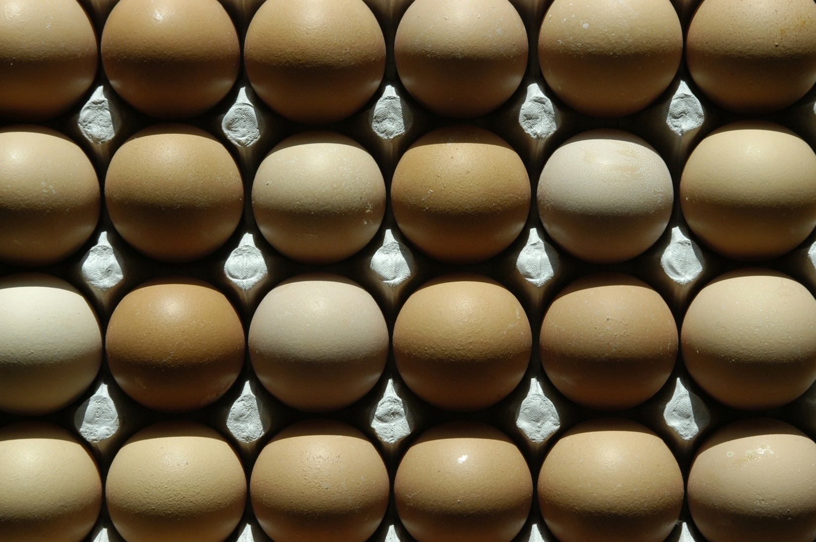 Free download high resolution image - free image free photo free stock image public domain picture -Eggs in paper tray