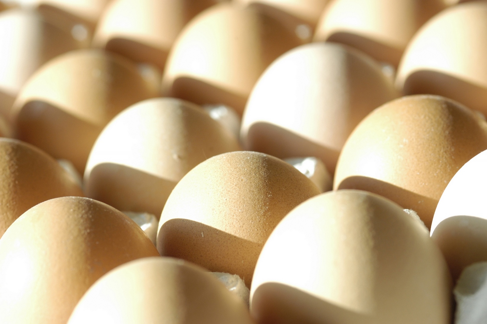 Free download high resolution image - free image free photo free stock image public domain picture -Eggs in paper tray