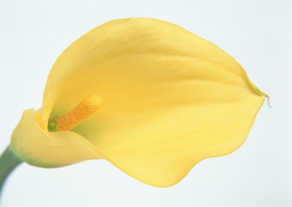 Free download high resolution image - free image free photo free stock image public domain picture  Yellow Zantedeschia