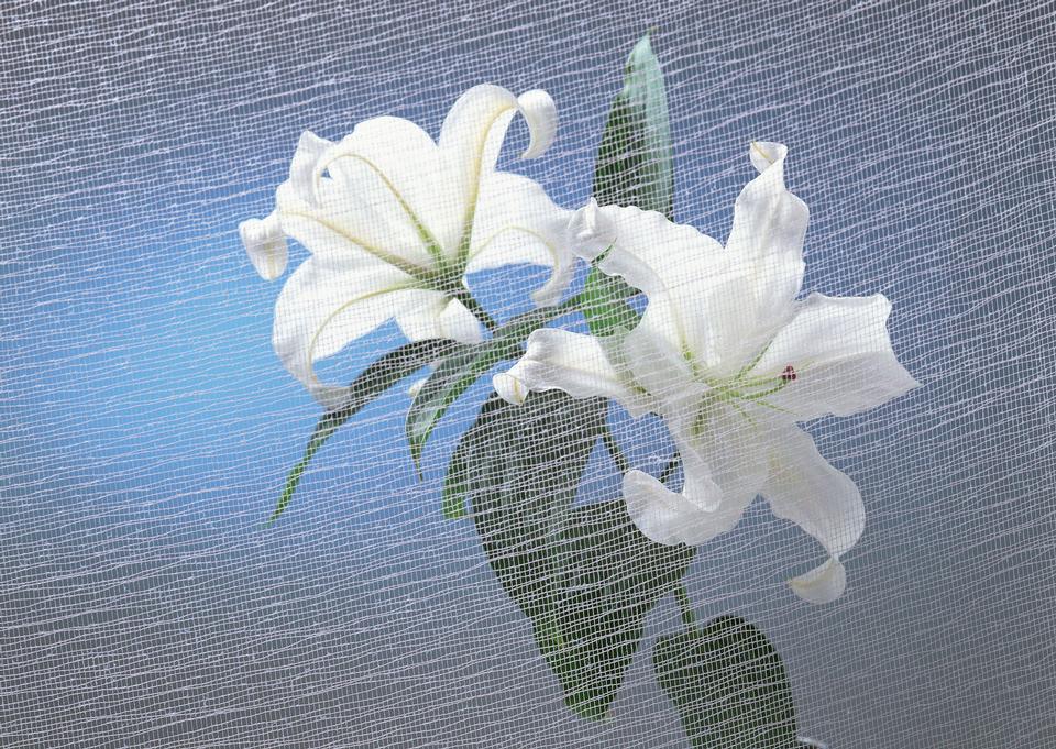 Free download high resolution image - free image free photo free stock image public domain picture  bouquet of white lilies is isolated on white background