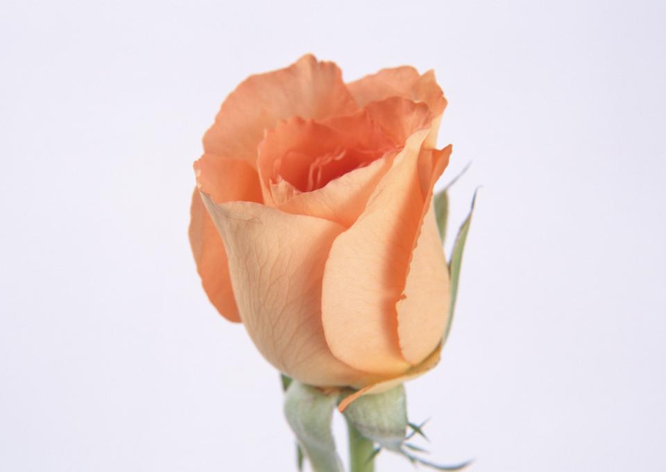 Free download high resolution image - free image free photo free stock image public domain picture  Single beautiful orange rose