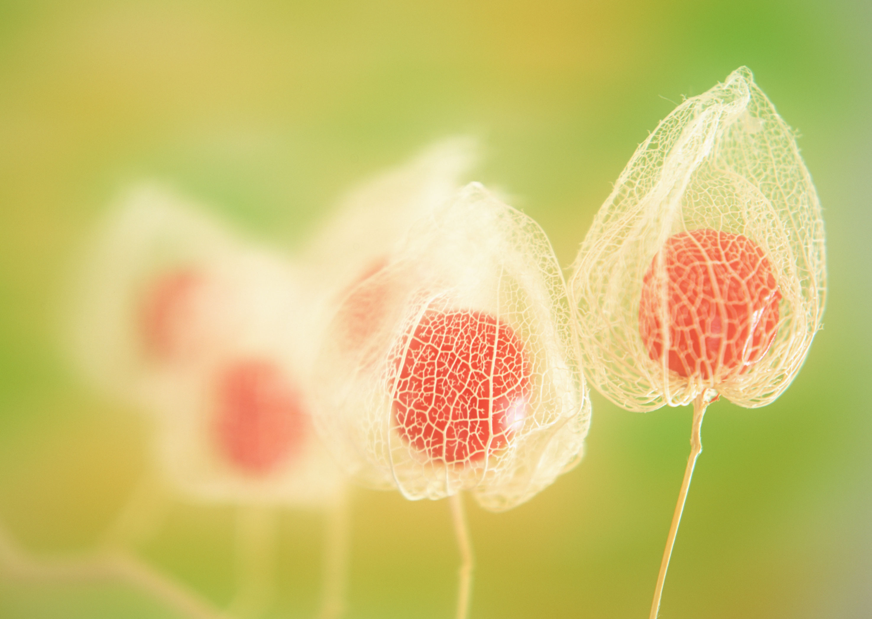 Free download high resolution image - free image free photo free stock image public domain picture -Flower