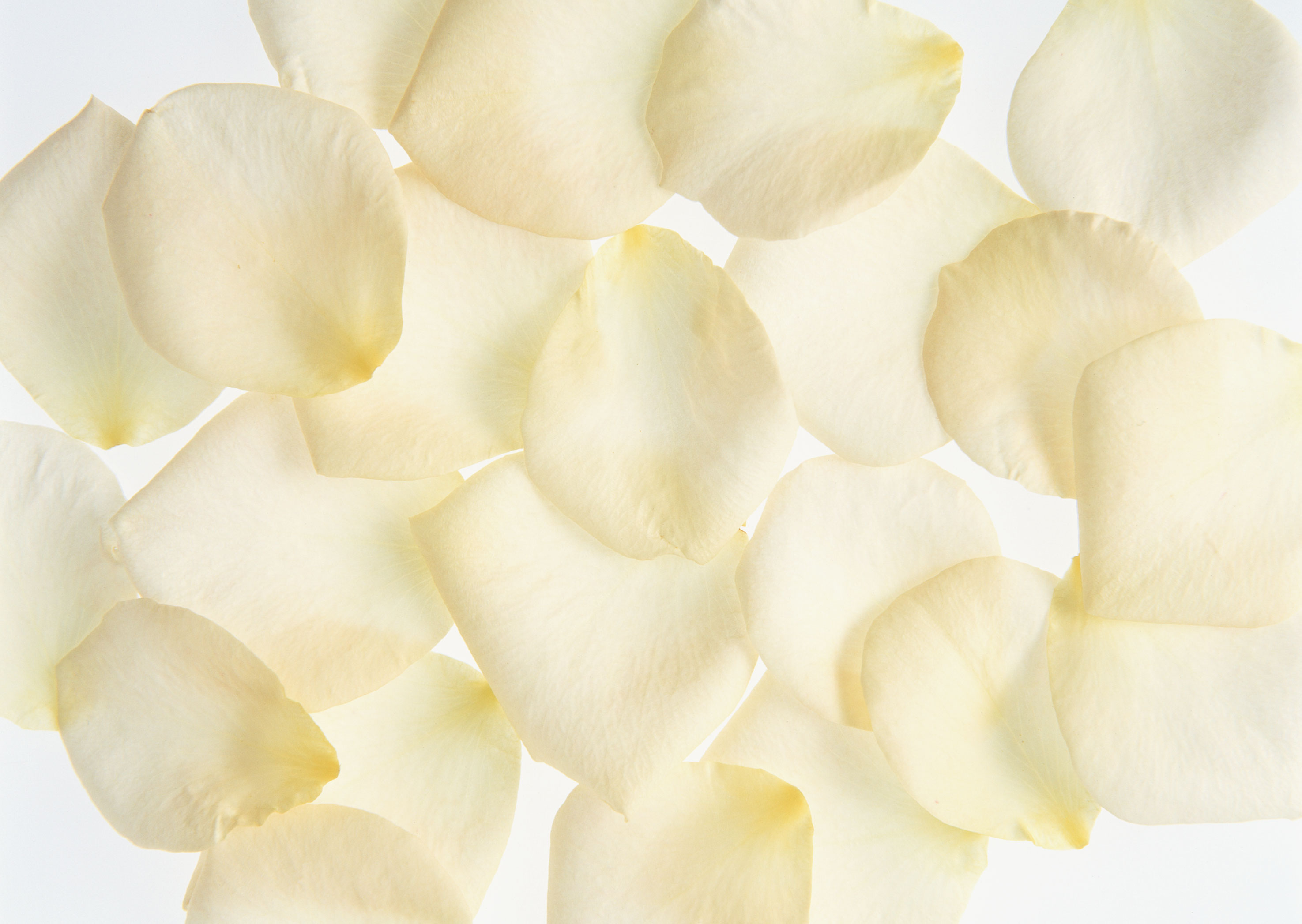 Free download high resolution image - free image free photo free stock image public domain picture -White Rose Petals