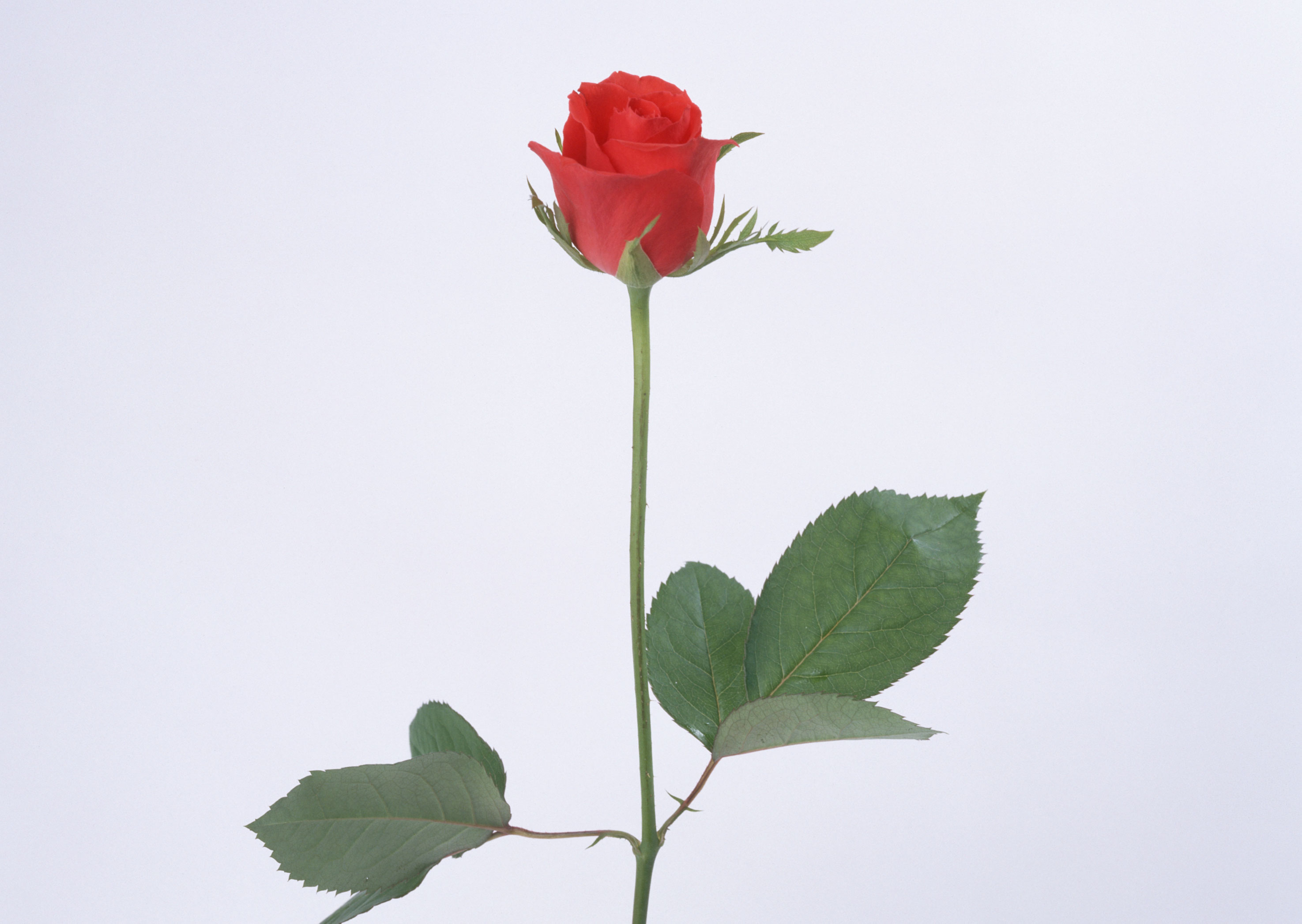 Free download high resolution image - free image free photo free stock image public domain picture -single scarlet rose