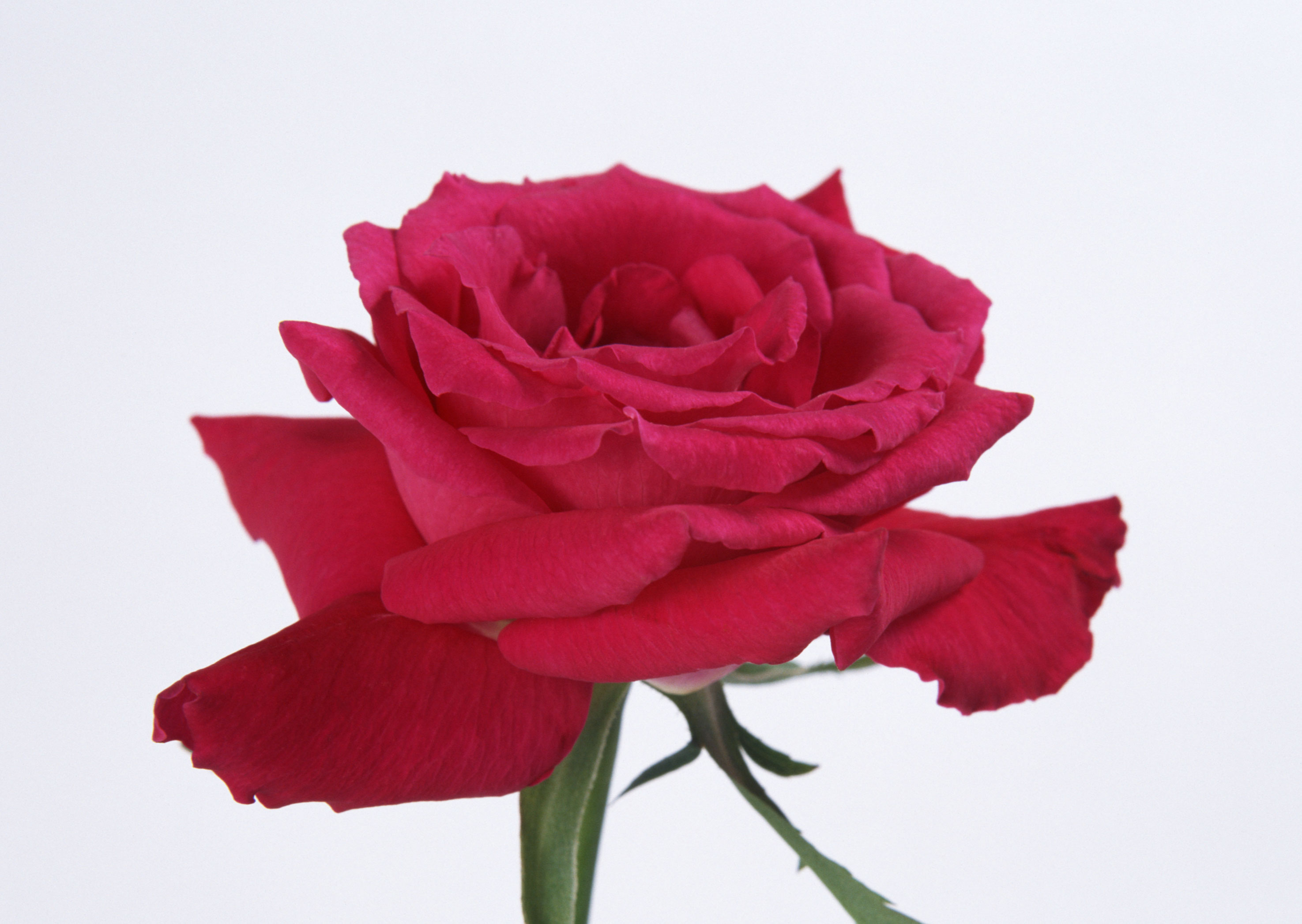 Free download high resolution image - free image free photo free stock image public domain picture -Red rose