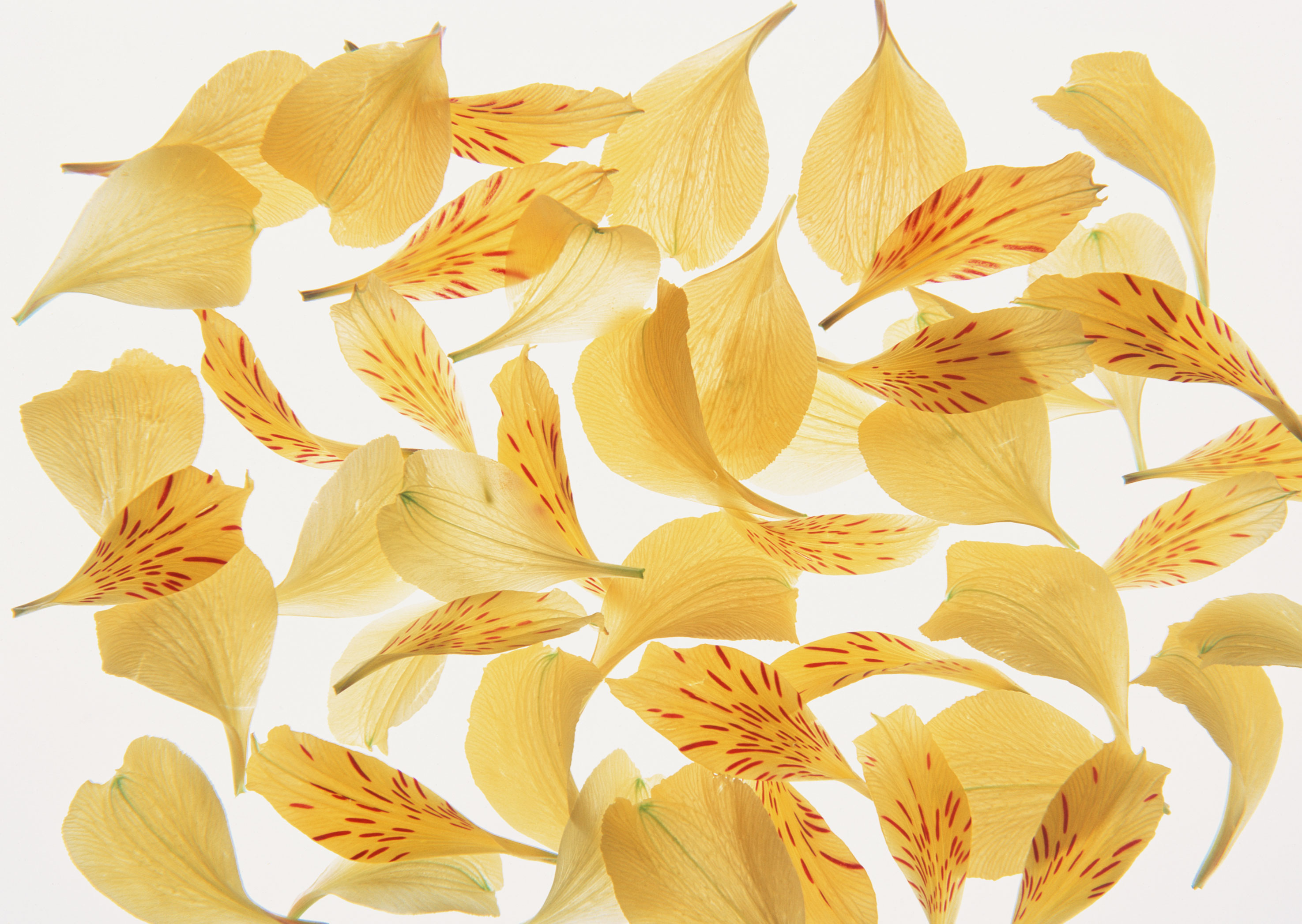 Free download high resolution image - free image free photo free stock image public domain picture -yellow flower petals