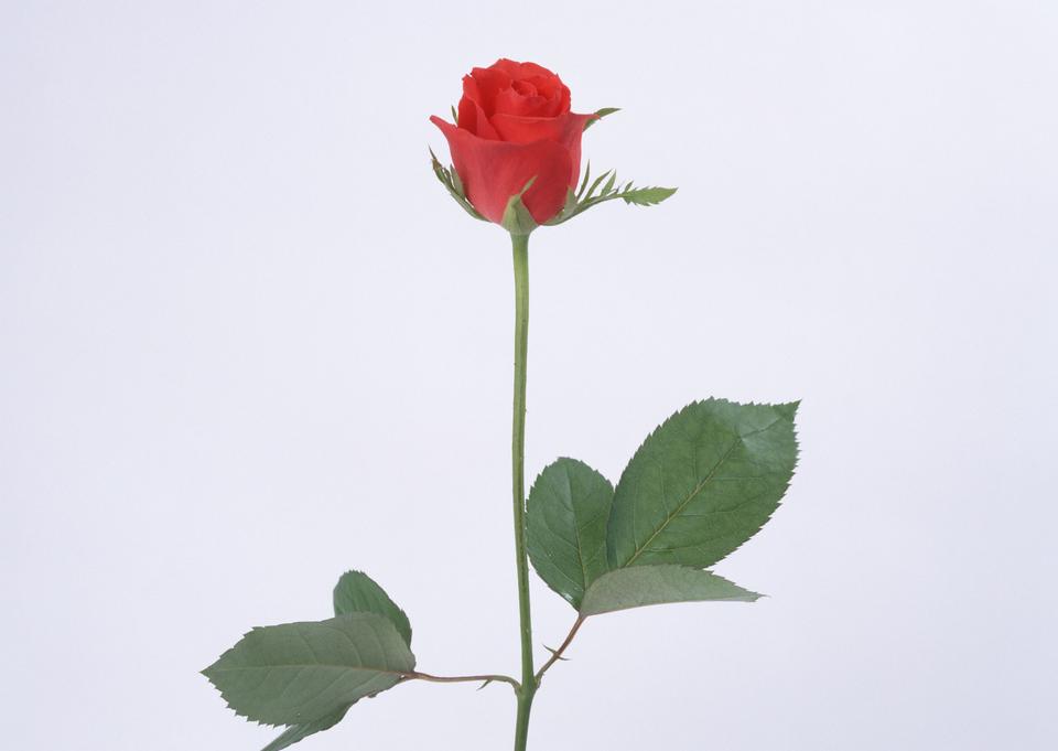 Free download high resolution image - free image free photo free stock image public domain picture  single scarlet rose