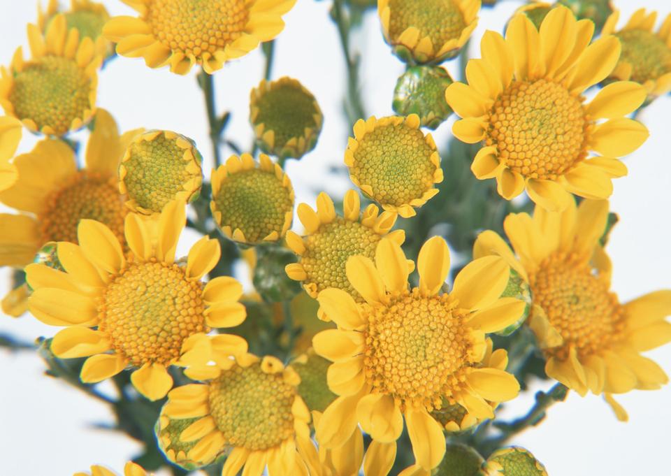 Free download high resolution image - free image free photo free stock image public domain picture  Sunflowers