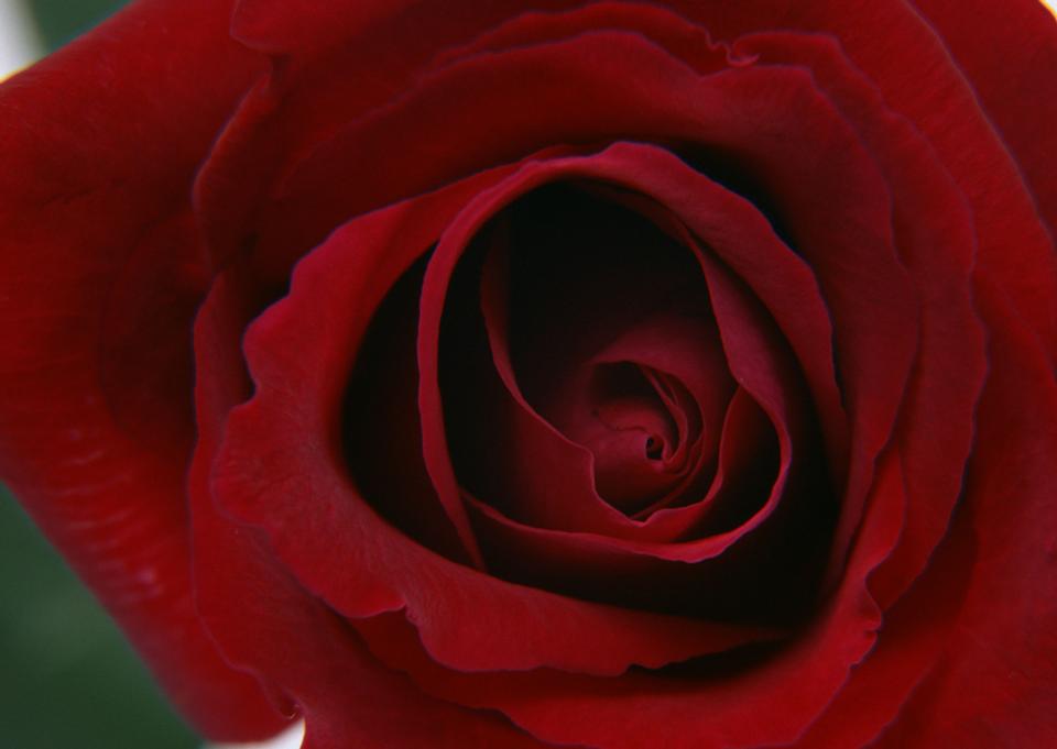 Free download high resolution image - free image free photo free stock image public domain picture  Red rose bud