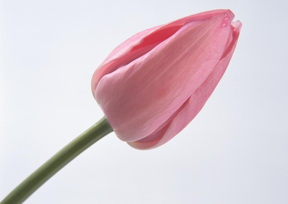 Free download high resolution image - free image free photo free stock image public domain picture  One pink tulip isolated close up