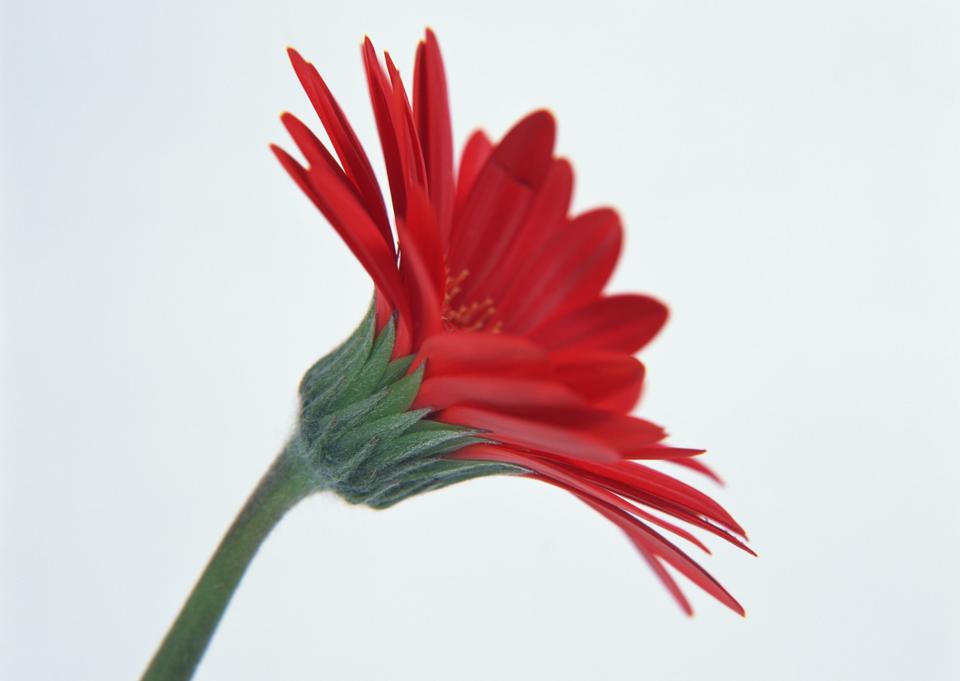 Free download high resolution image - free image free photo free stock image public domain picture  Gerbera Daisy