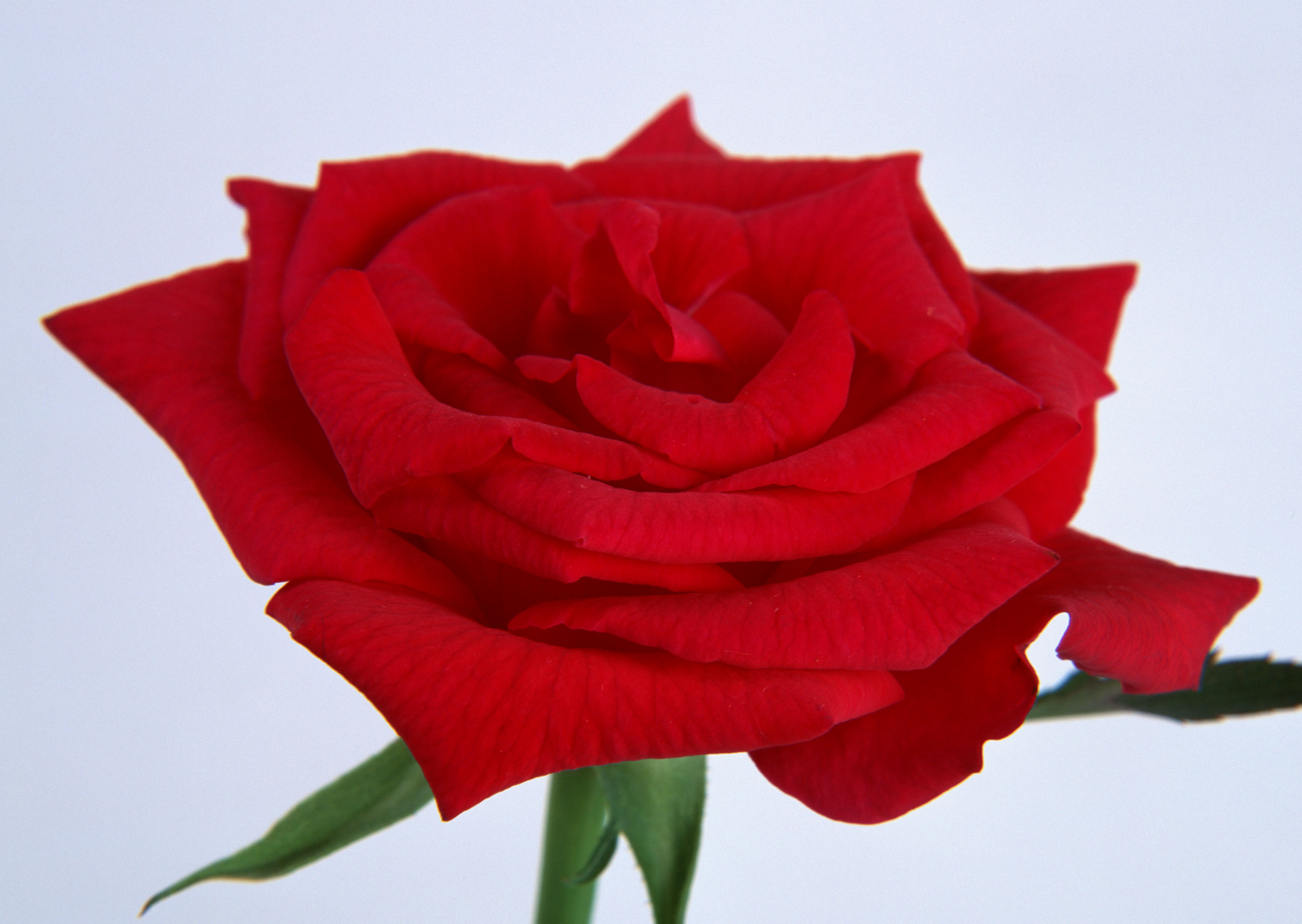 Free download high resolution image - free image free photo free stock image public domain picture -Single beautiful red rose