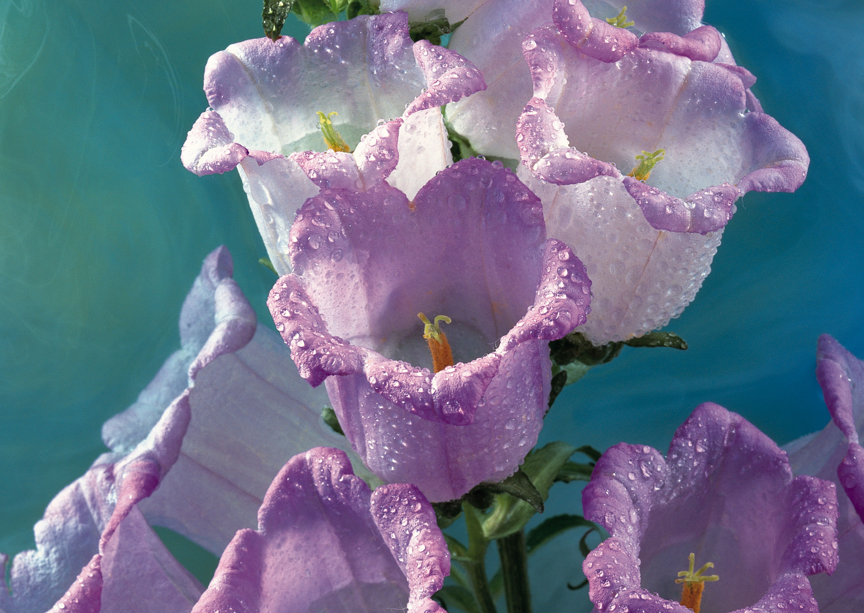 Free download high resolution image - free image free photo free stock image public domain picture -Studio Shot of Lilac Colored Colhicum Flowers