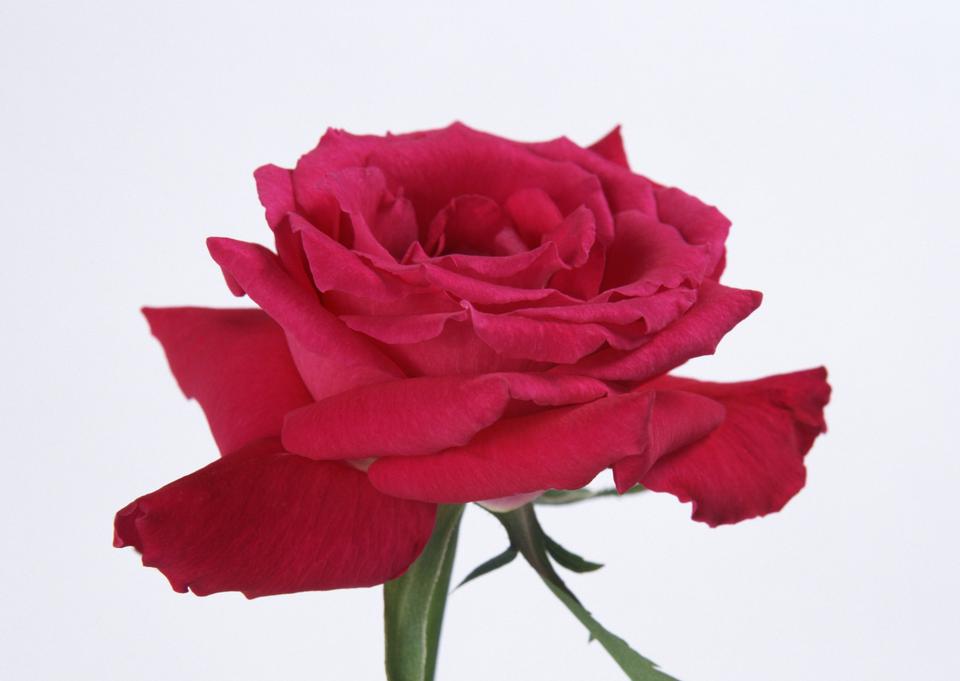 Free download high resolution image - free image free photo free stock image public domain picture  Red rose